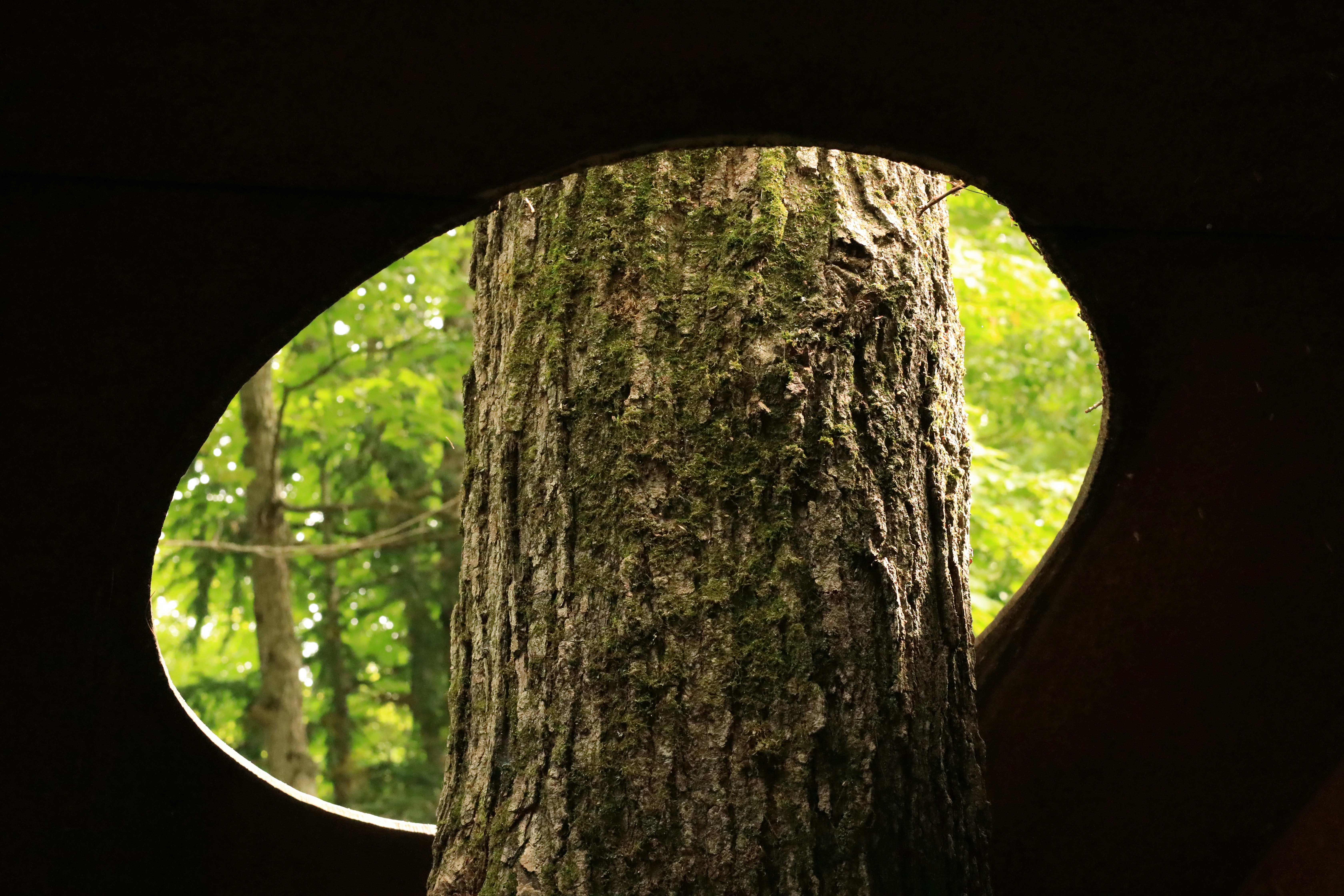 a tree trunk with a hole in it