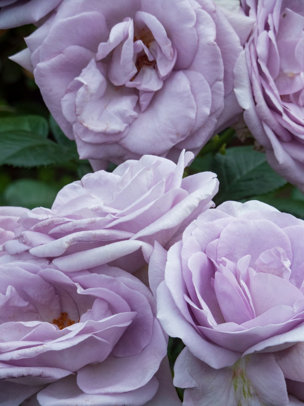 a group of pink flowers