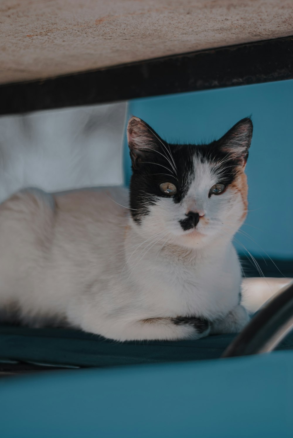 a cat sitting on a car seat