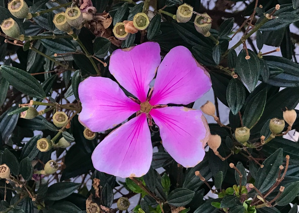 a purple flower on a plant