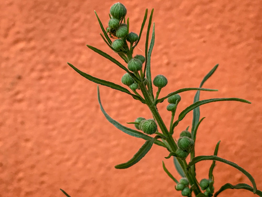 a plant with green leaves