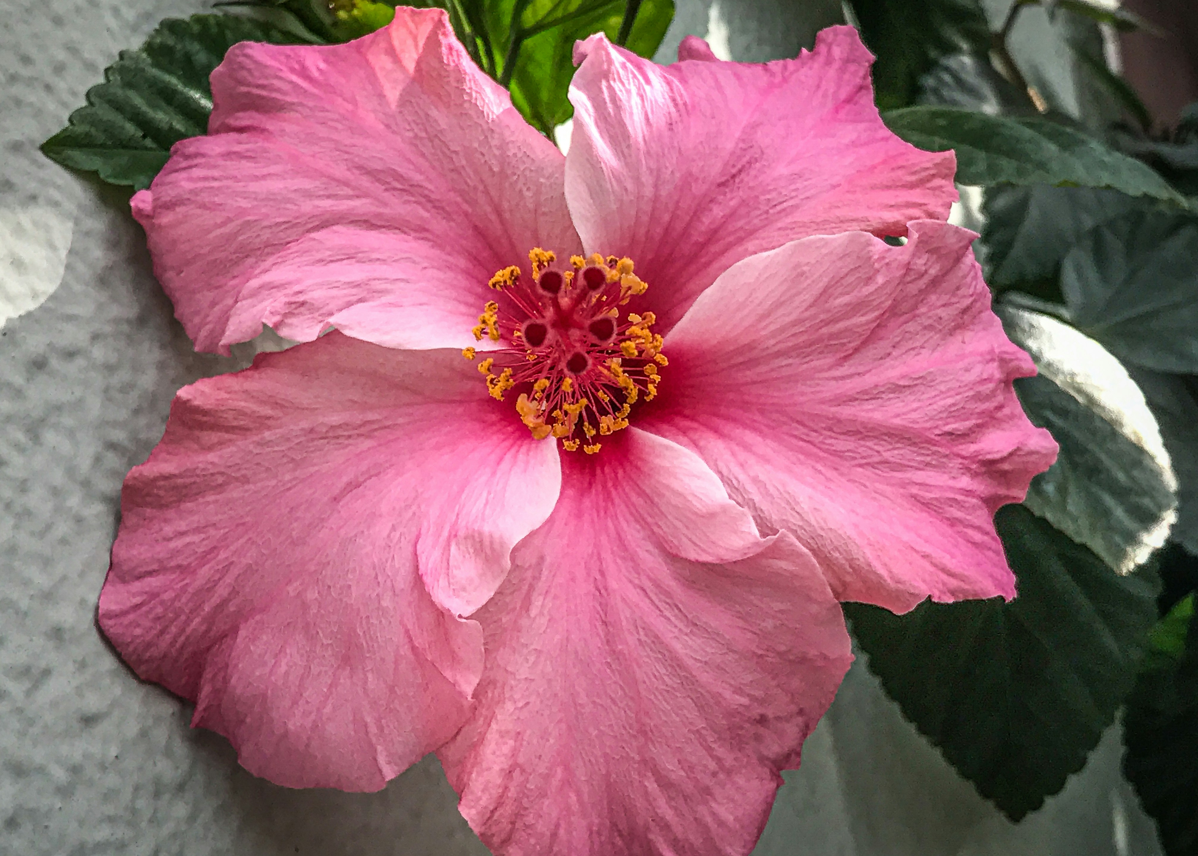 Photo by georgia_vis