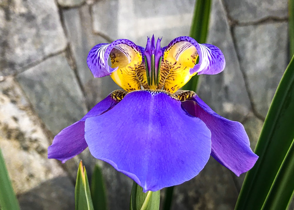 a purple and yellow flower