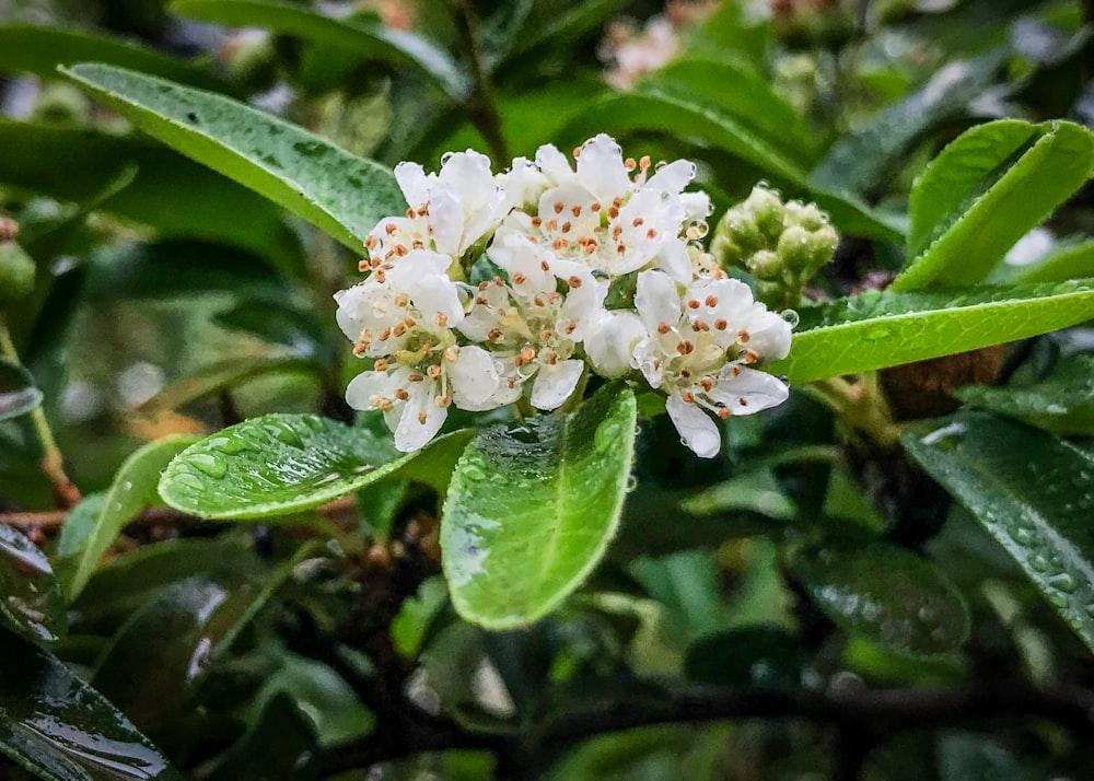 a close up of a flower