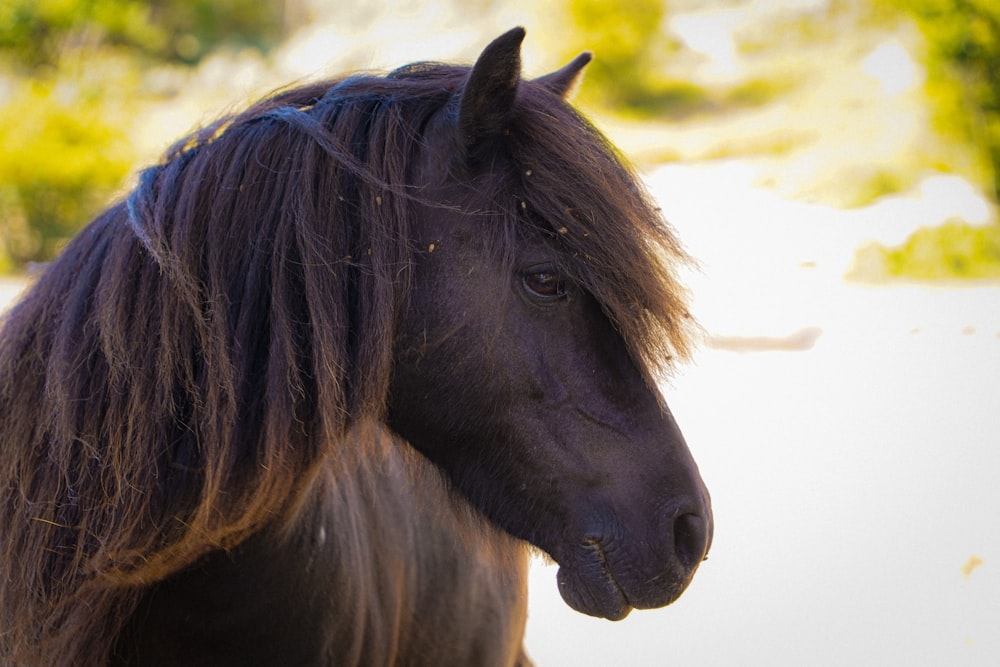 a couple of horses