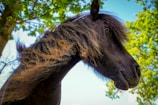 Close-up of a colorful horse's mane blowing gently in the breeze with forest background.
