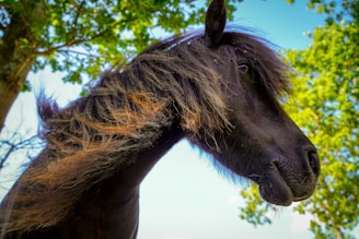 Close-up of a horse's mane blowing gently in the wind during a sunset ride.