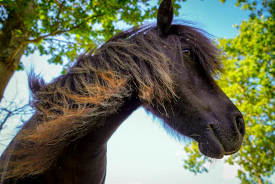 Close-up of a horse’s mane flowing in the wind with the Bangladesh flag softly blurred in the background.