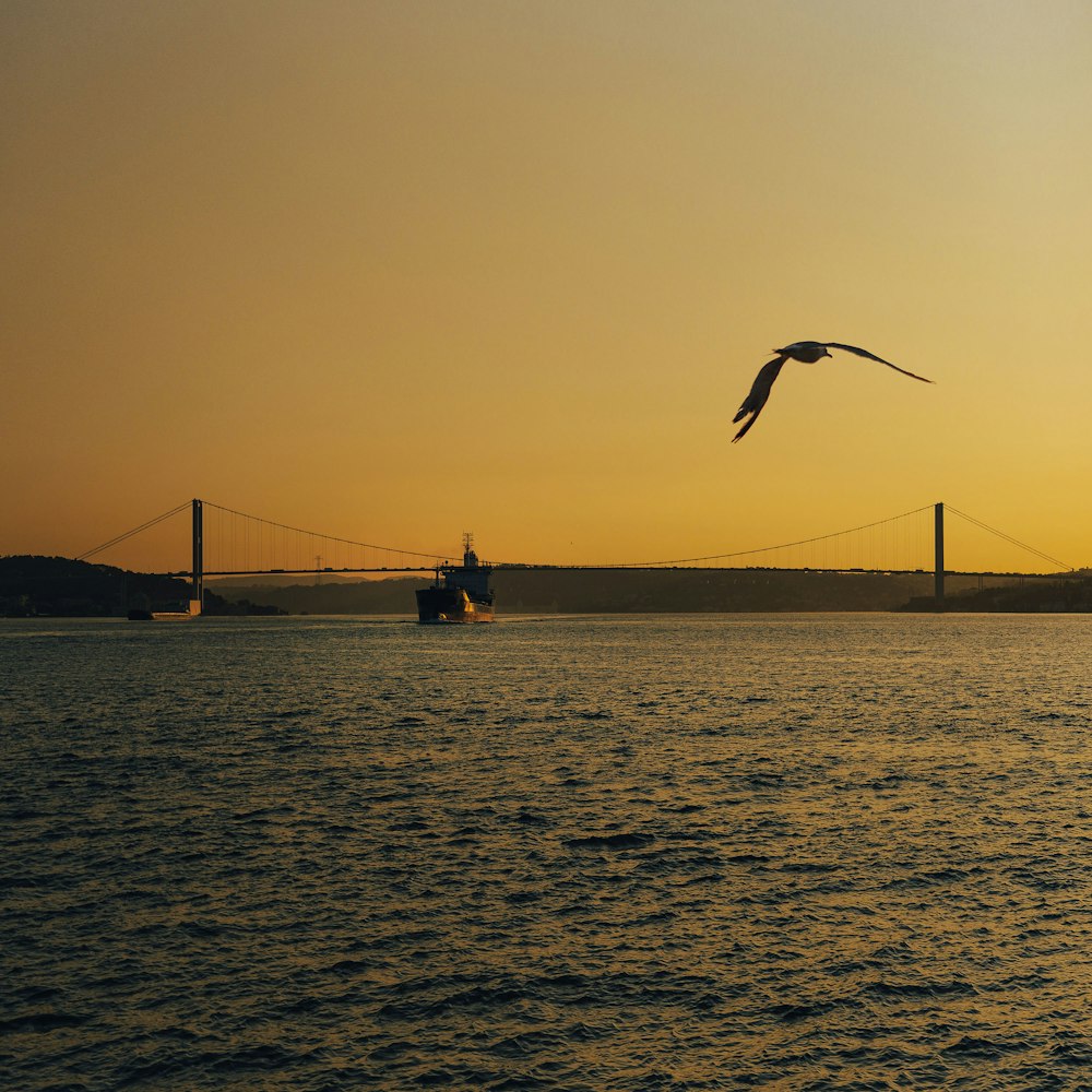 a bird flying over a boat