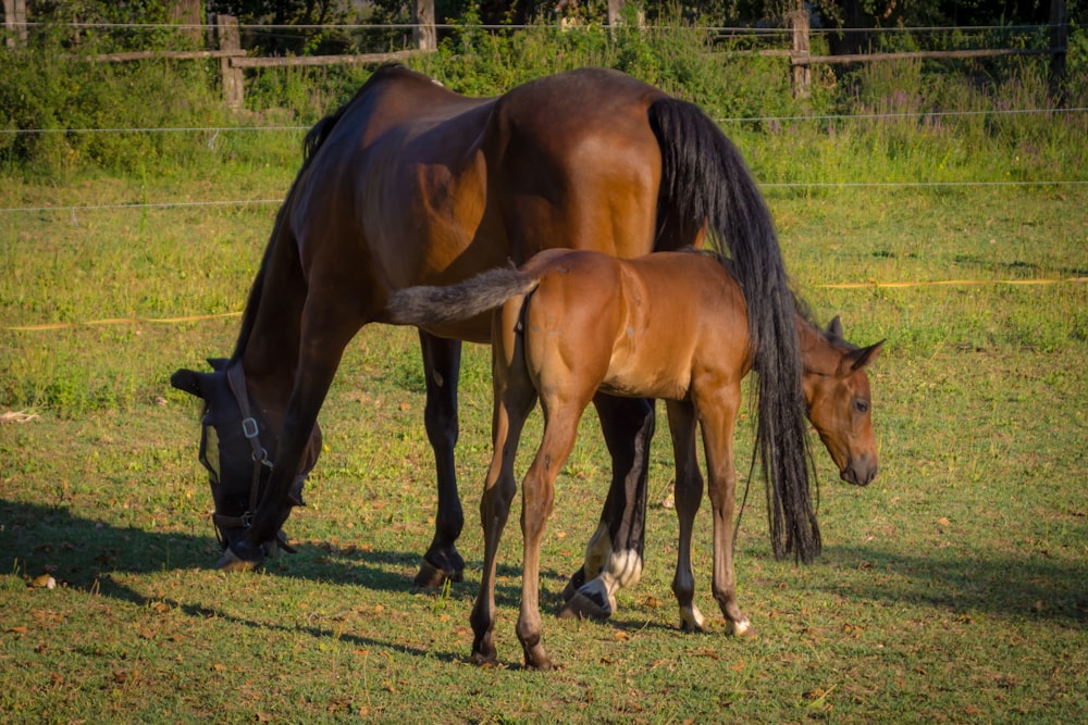 a group of horses stand in a grassy field