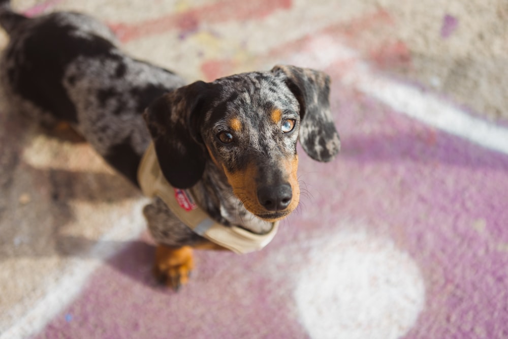 a dog lying on a carpet