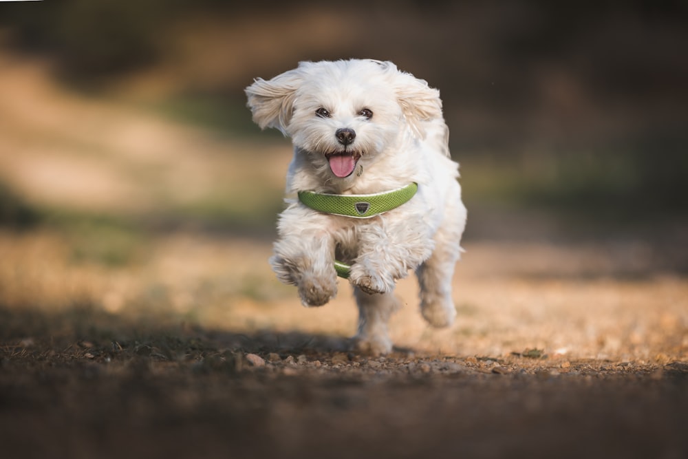 Un perro corriendo con un frisbee en la boca