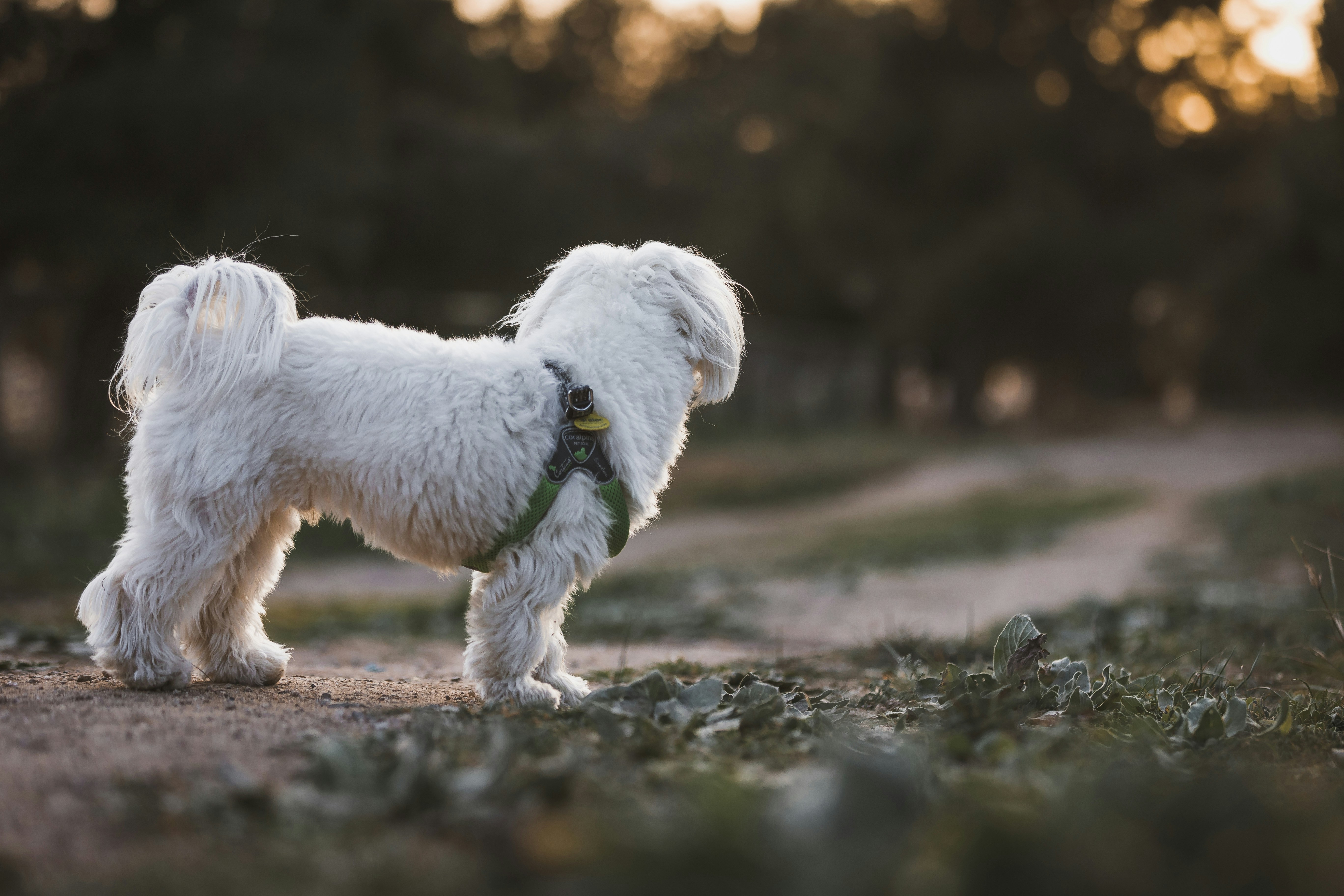 a dog walking on a path