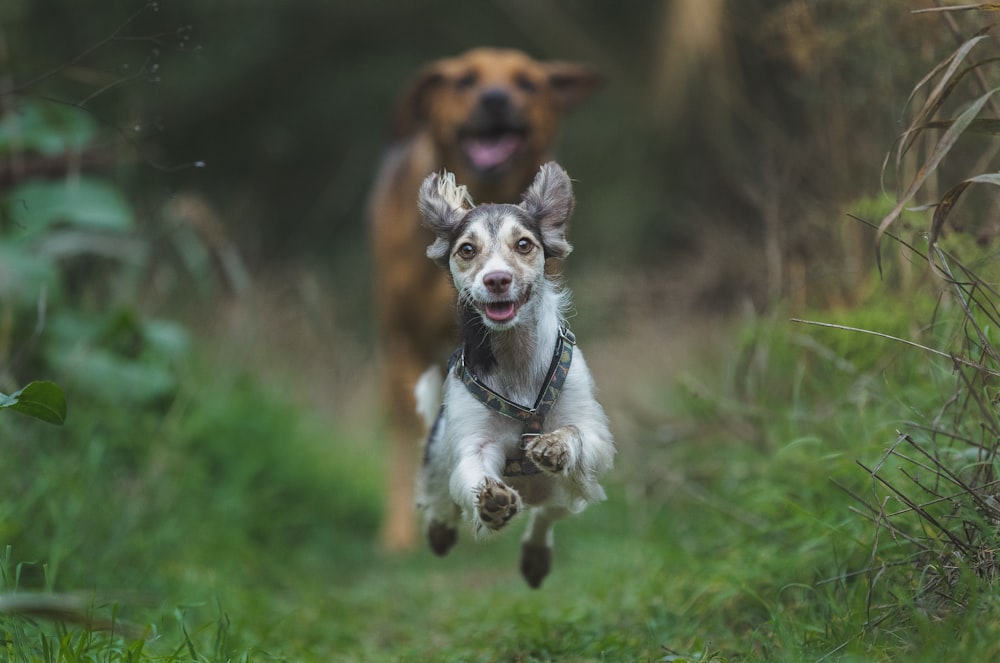 two dogs running in the grass