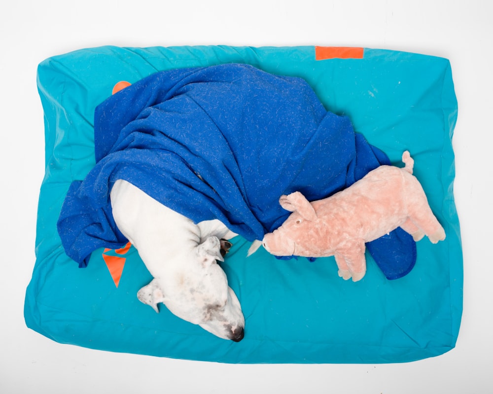 a dog lying on a blue blanket