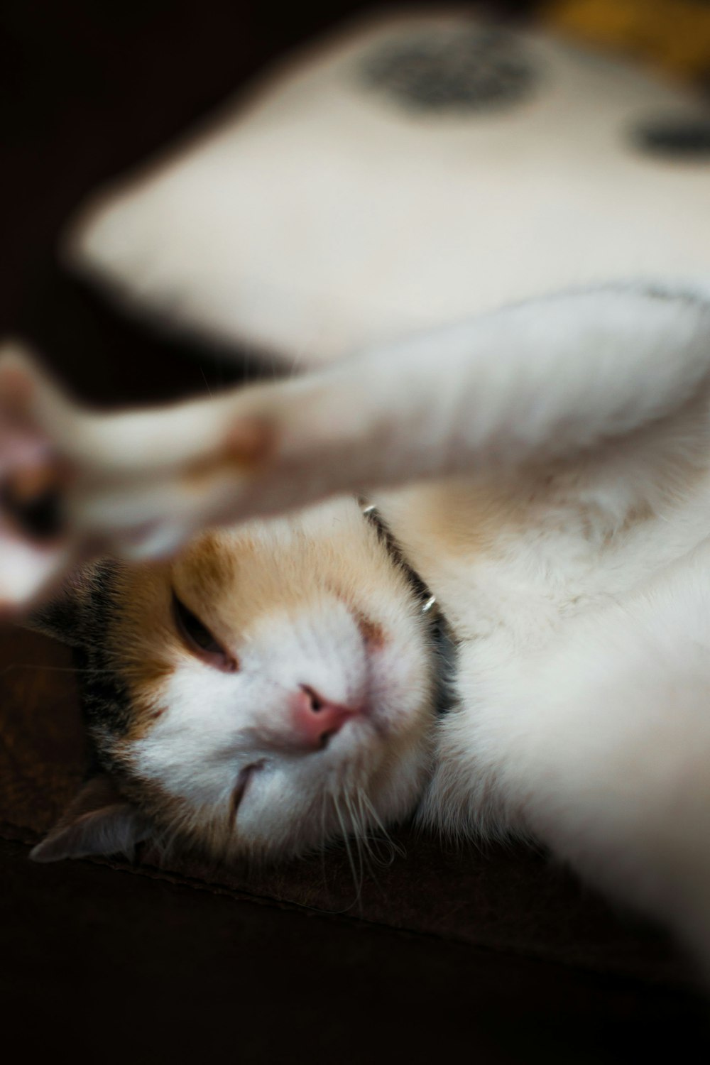 a cat lying on a bed