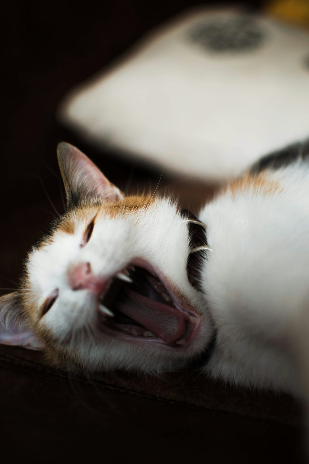 a cat yawning with its mouth open