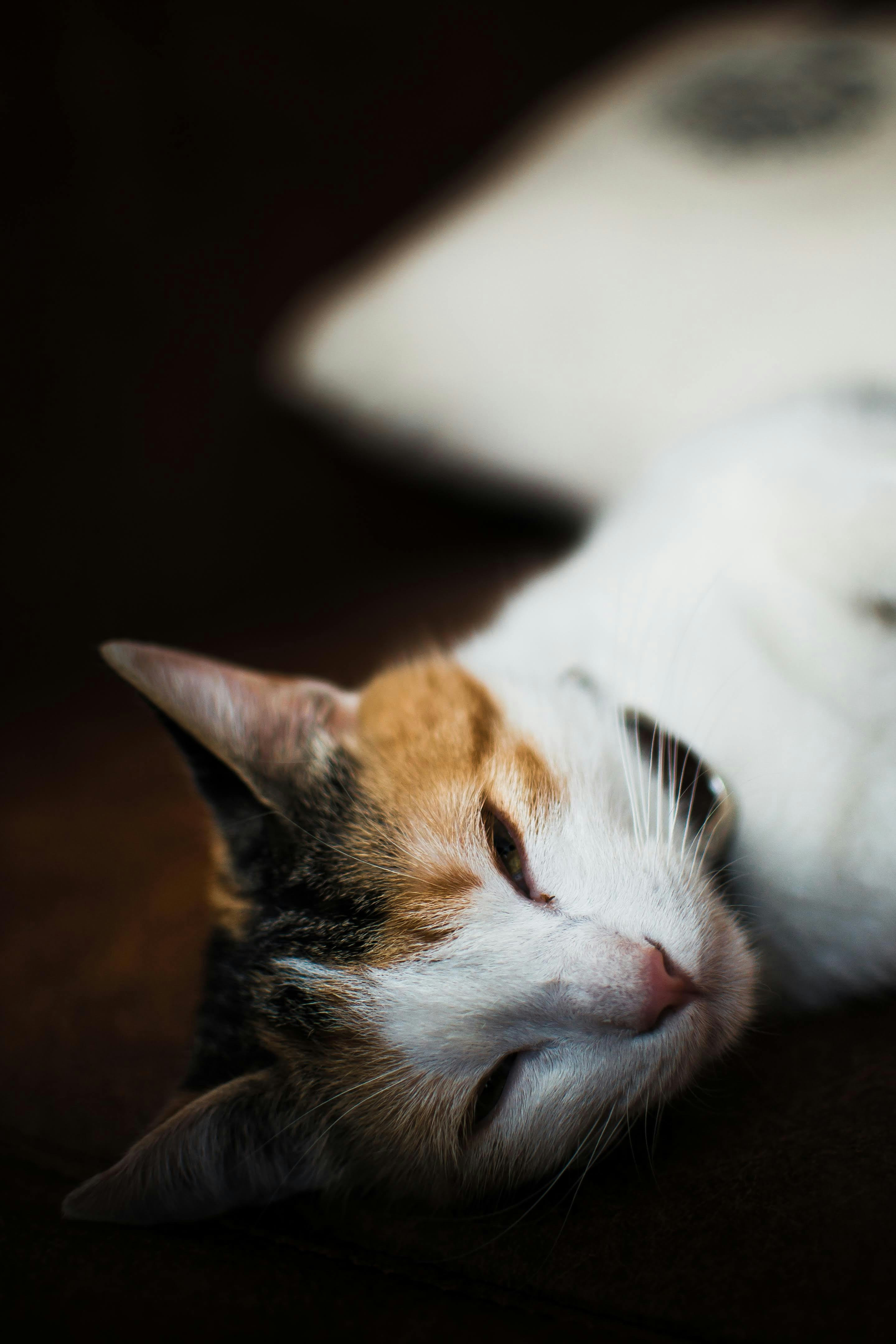 Photo by diseniatica