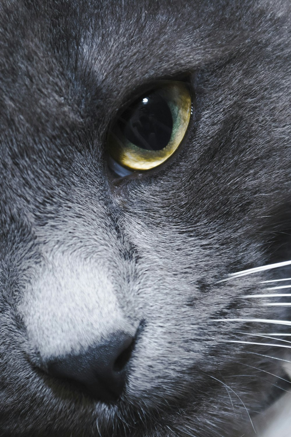 close up of a cat's face