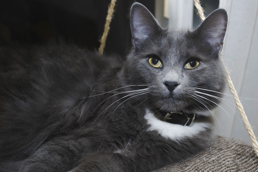 a black cat with a collar