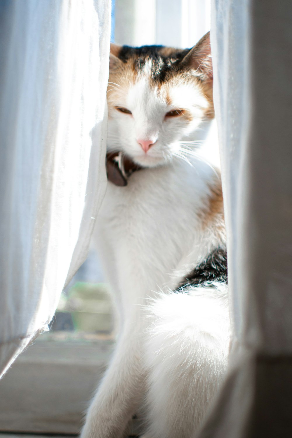 a cat with its mouth open