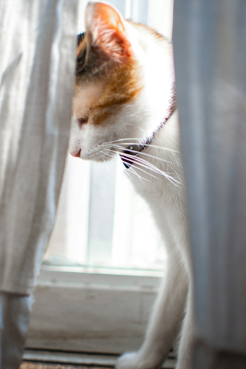 a cat looking out a window