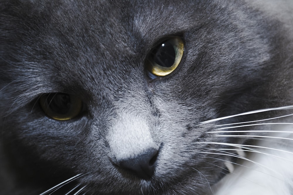 close up of a cat's face