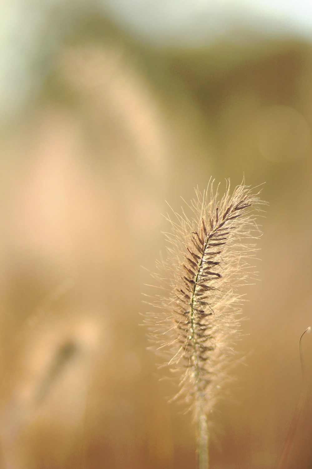 a close up of a wheat plant