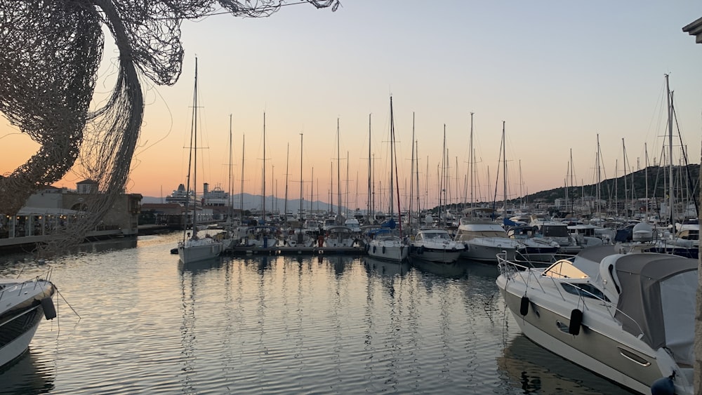 a marina full of boats