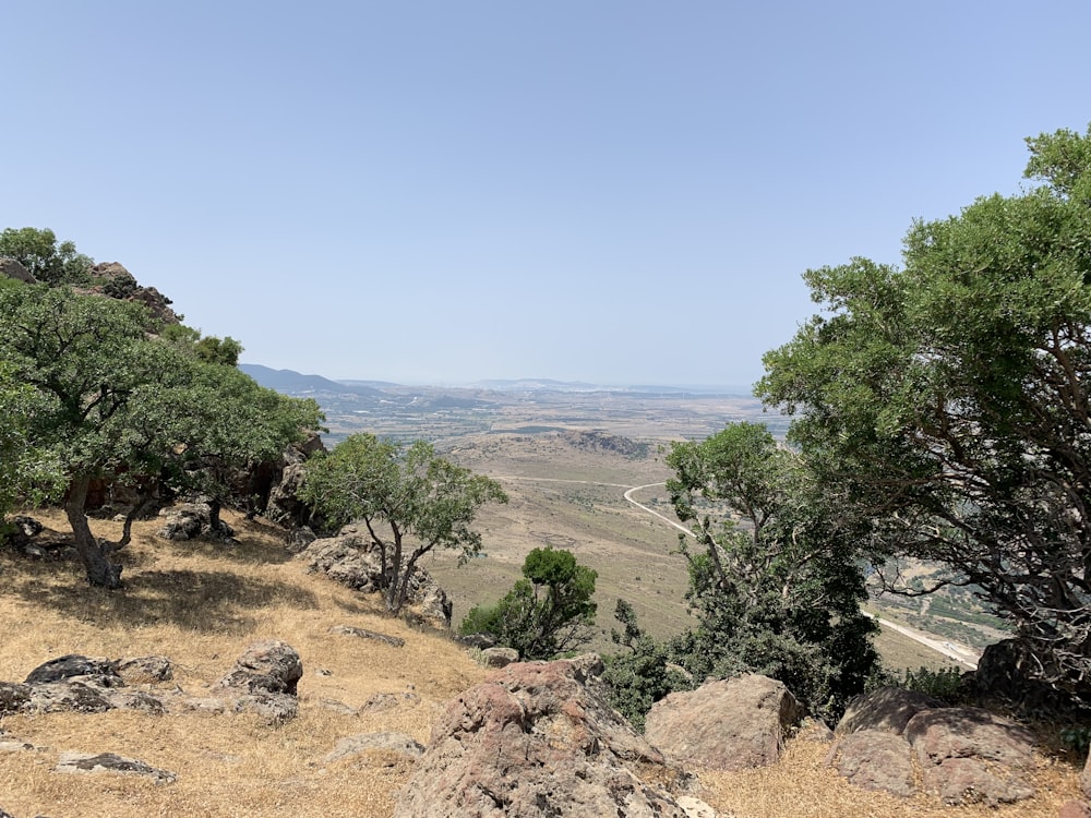 a landscape with trees and rocks