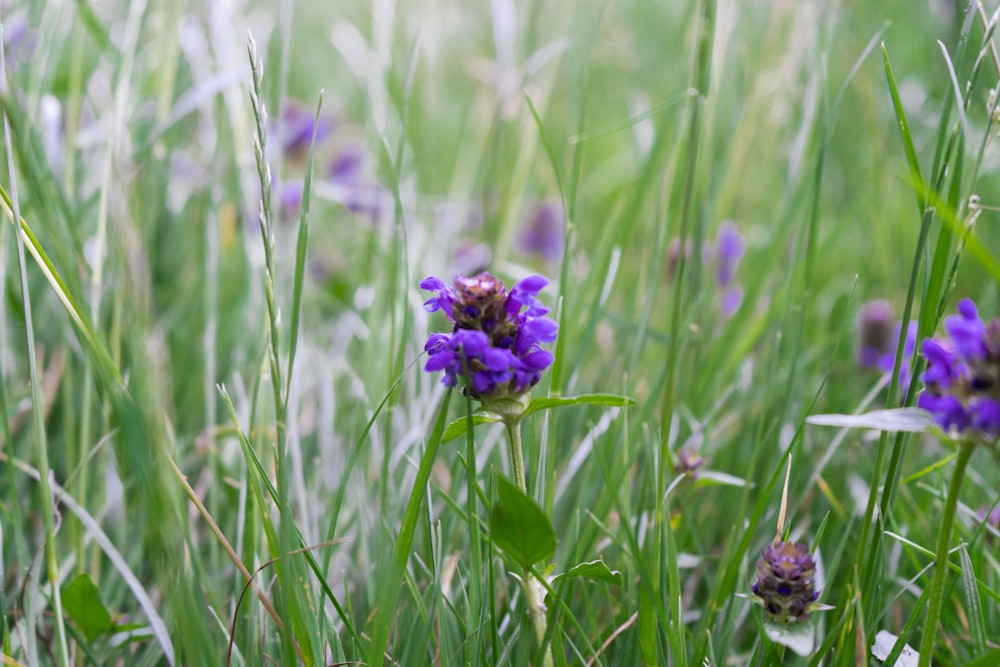 a purple flower in a field
