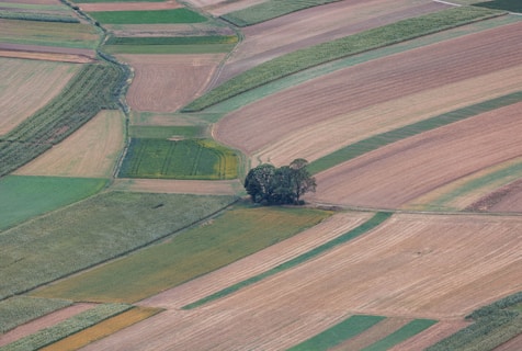 An aerial view of expansive agricultural fields characterized by different shades and textures. The fields are segmented into various rectangular plots, each displaying varying tones of green, brown, and tan. In the center, a small cluster of trees interrupts the continuous landscape, providing a natural focus point.