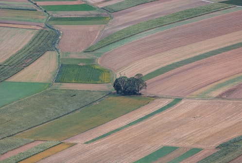 An aerial view of expansive agricultural fields characterized by different shades and textures. The fields are segmented into various rectangular plots, each displaying varying tones of green, brown, and tan. In the center, a small cluster of trees interrupts the continuous landscape, providing a natural focus point.