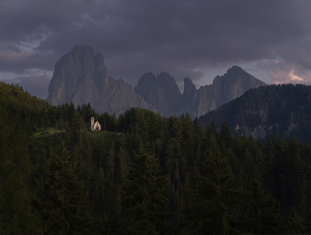 a forest of trees with mountains in the background