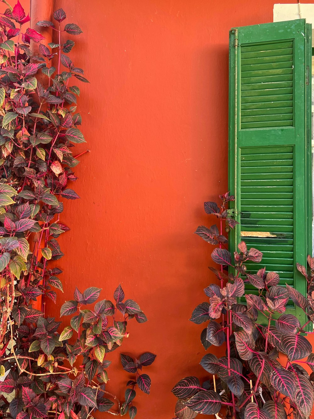 a green door with flowers on it