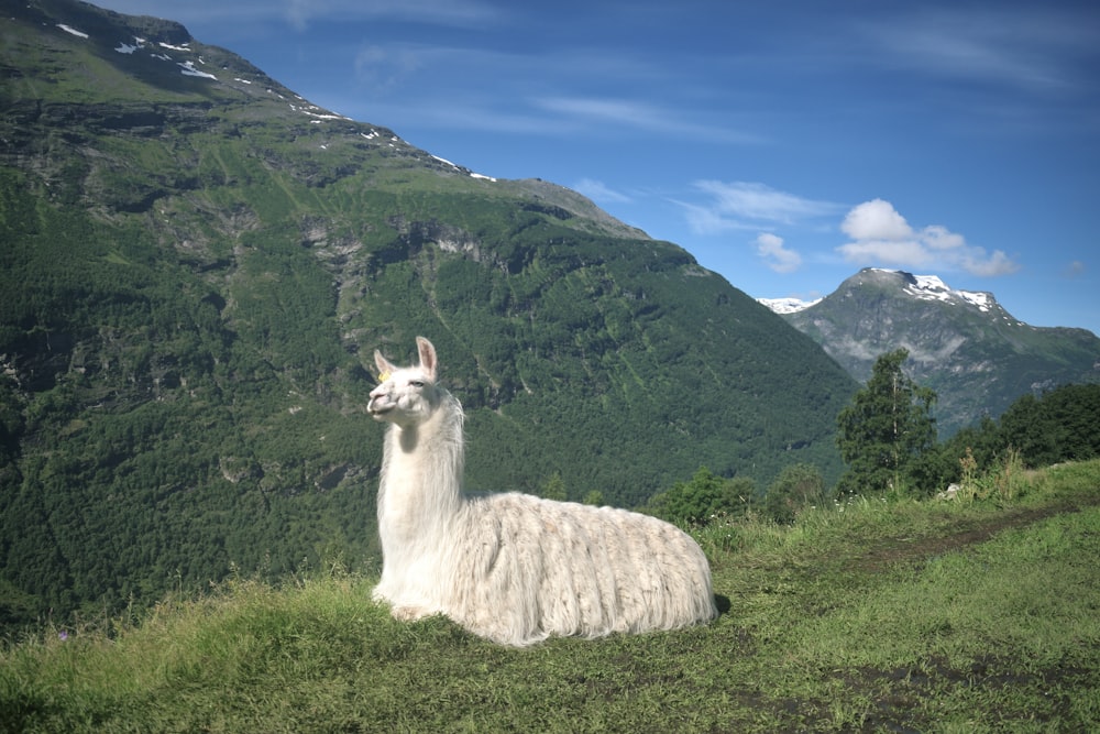 a llama on a grassy hill