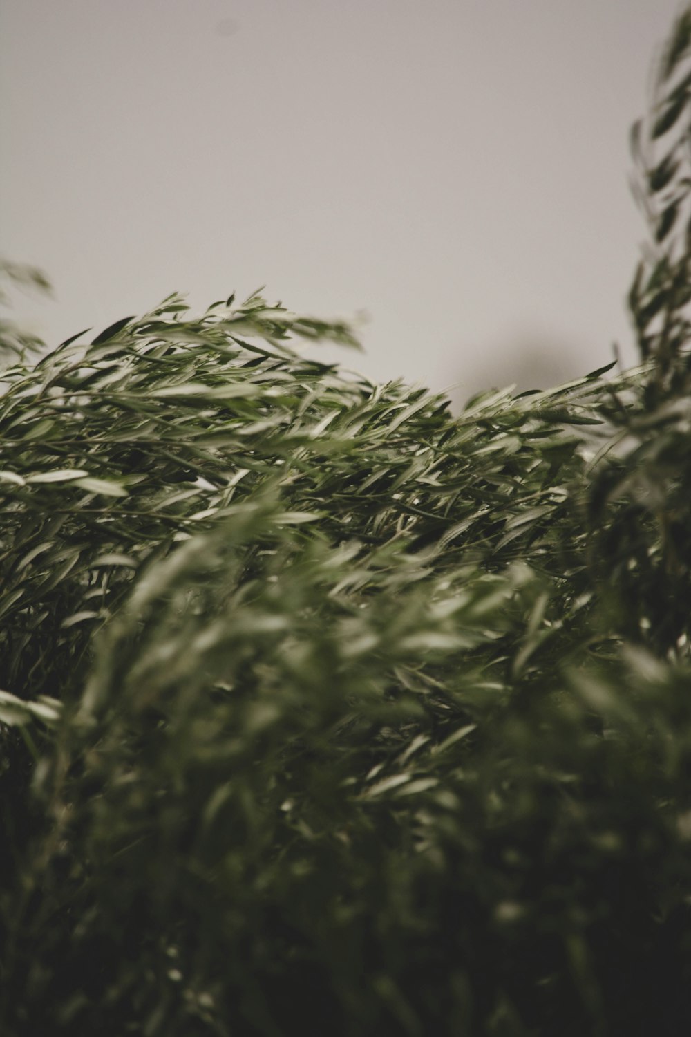 a close-up of a tree