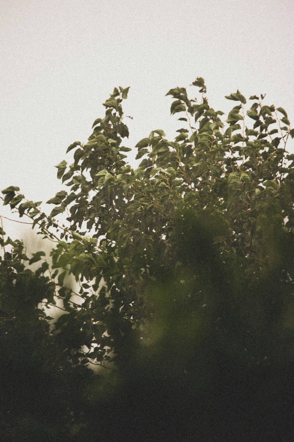 a tree with leaves