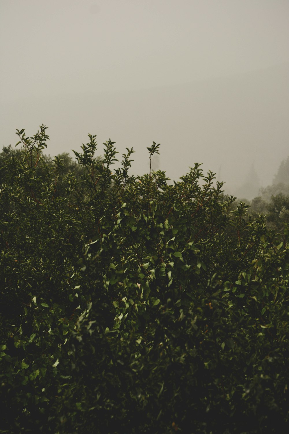 a group of trees