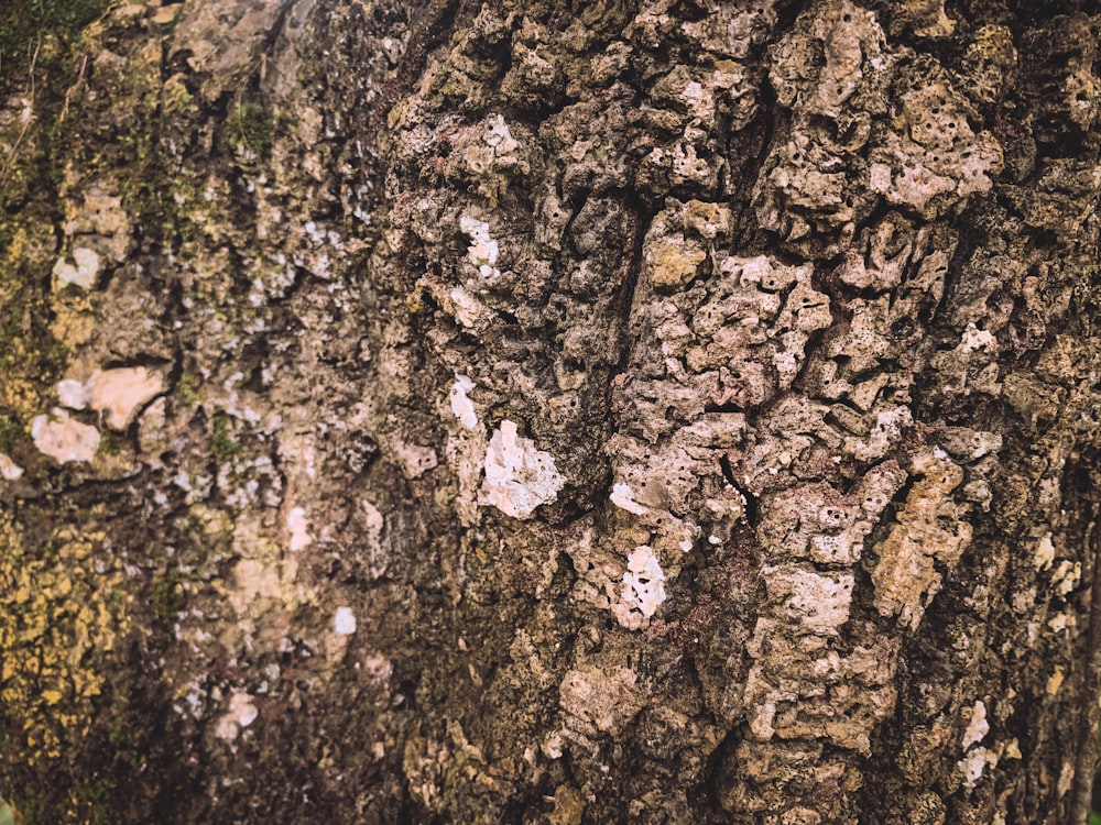 a close up of a tree bark