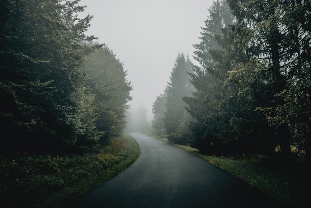 uma estrada enevoada com árvores de ambos os lados