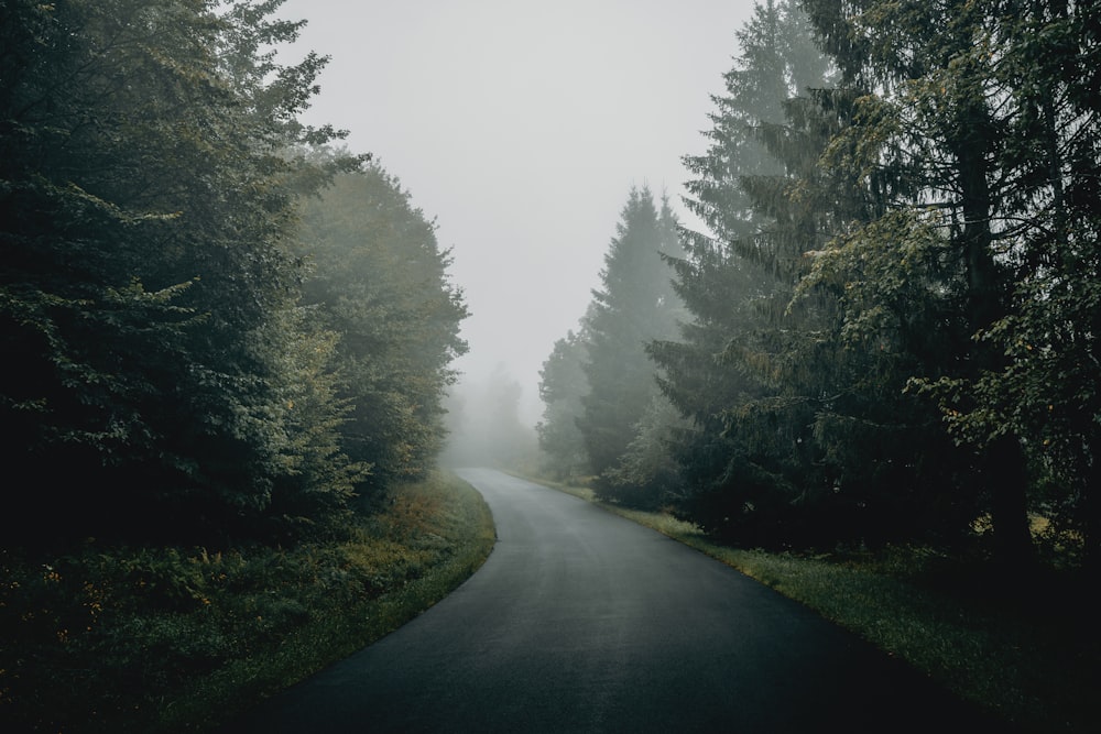 a foggy road with trees on either side of it