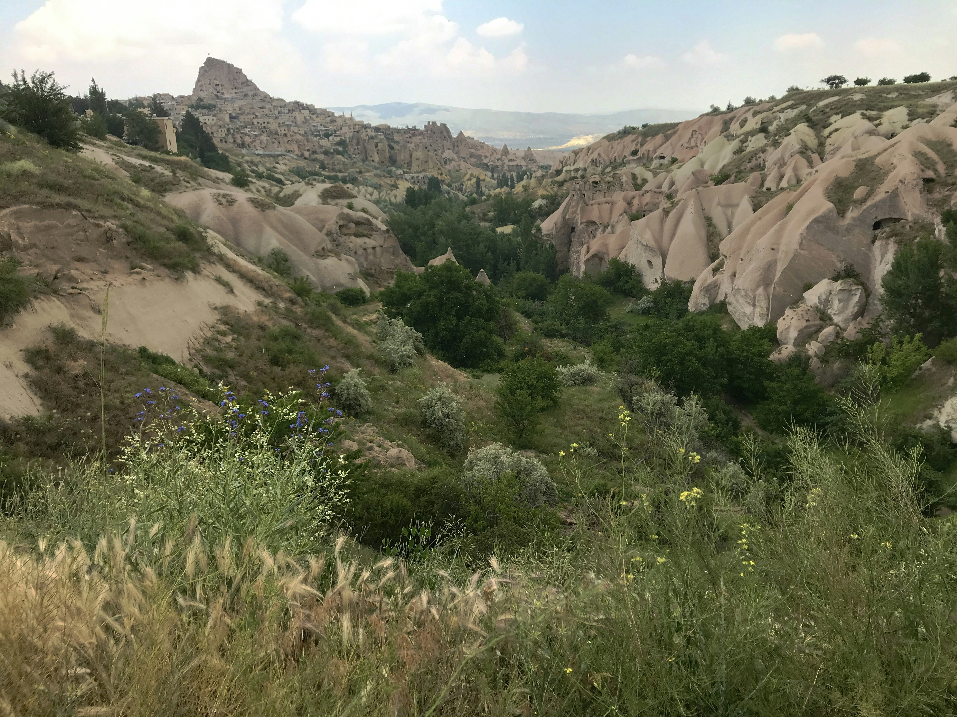 a grassy area with rocks and trees