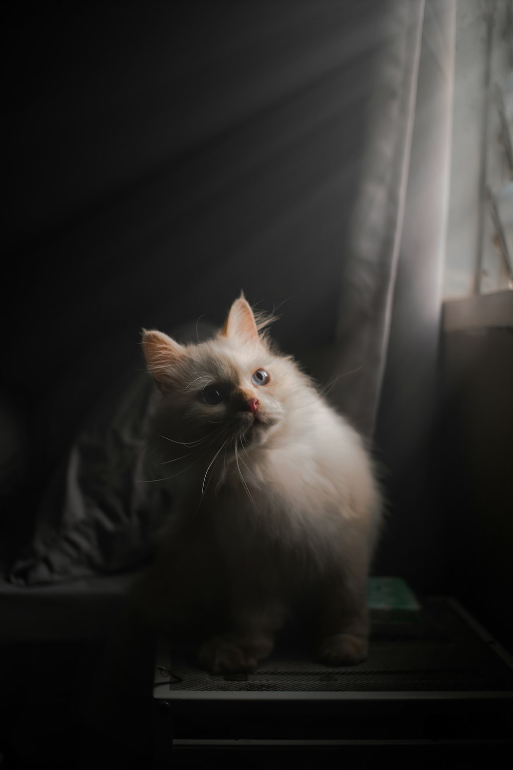 a cat sitting on a table