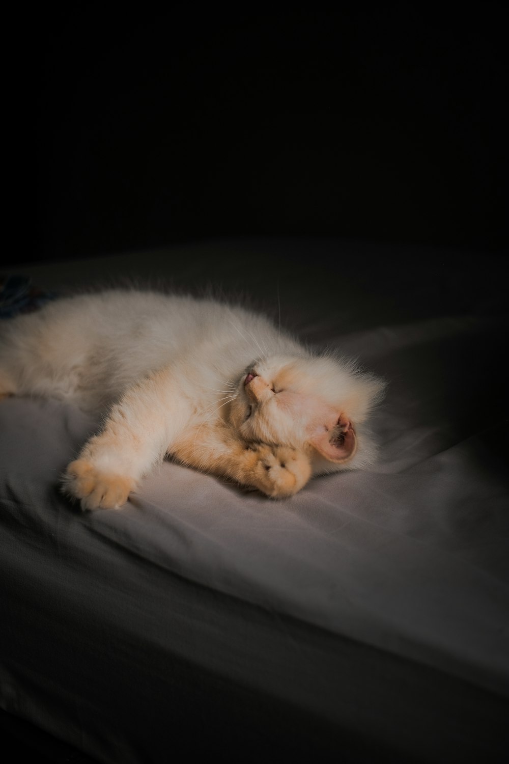 a cat lying on a bed