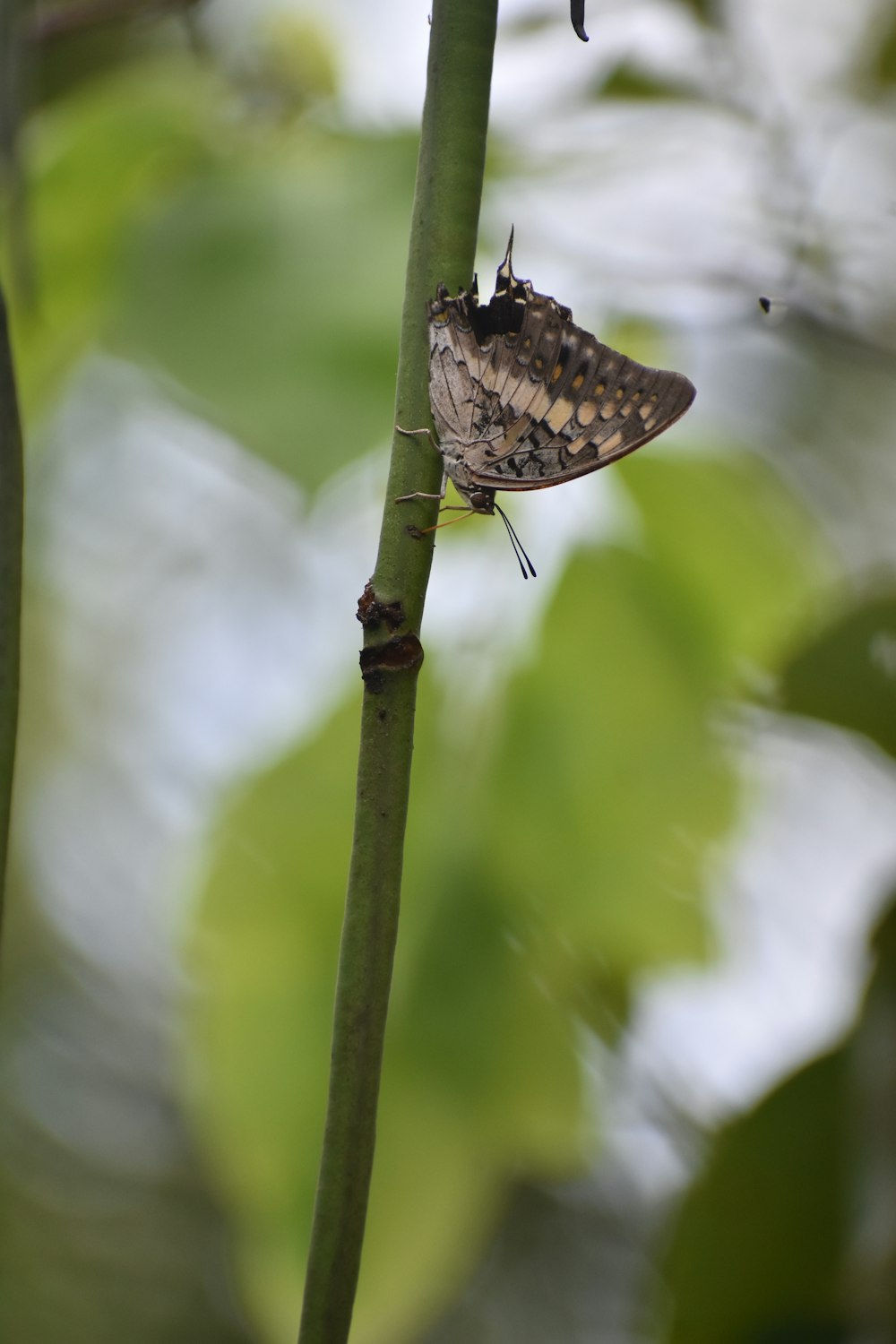 a butterfly on a leaf