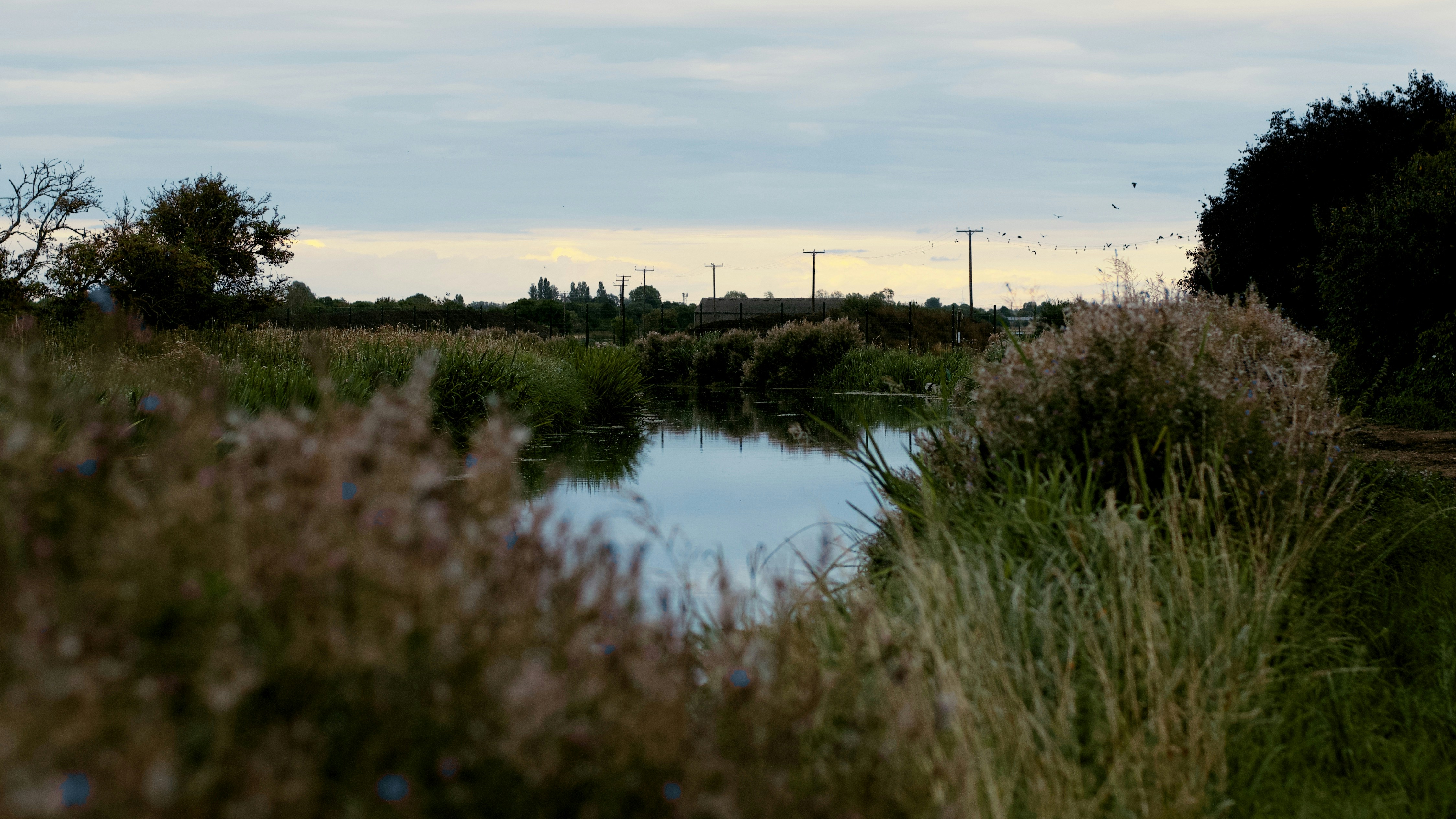 a body of water with plants and trees around it