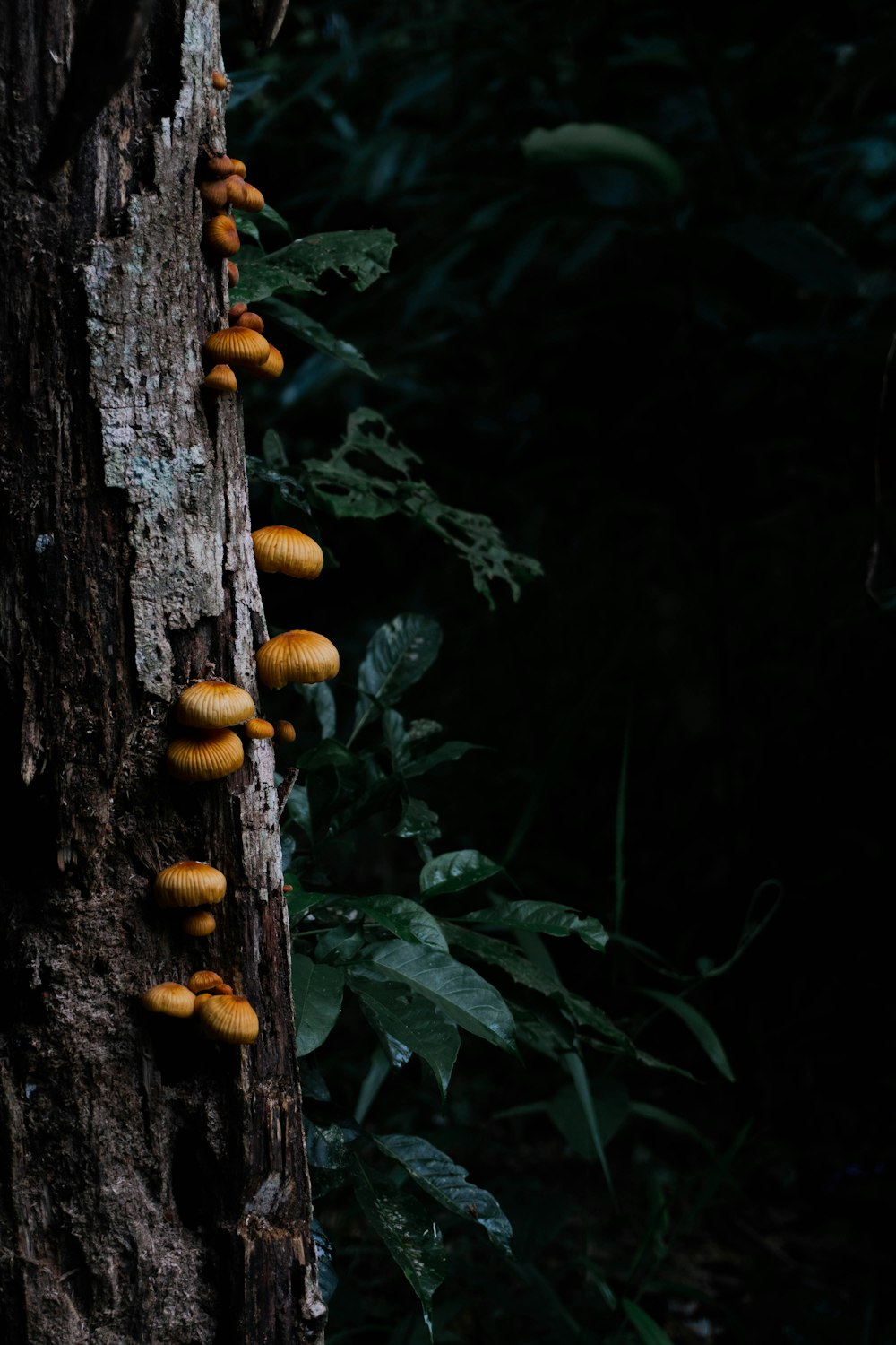 a group of mushrooms growing on a tree