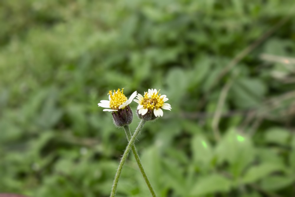 a bee on a flower