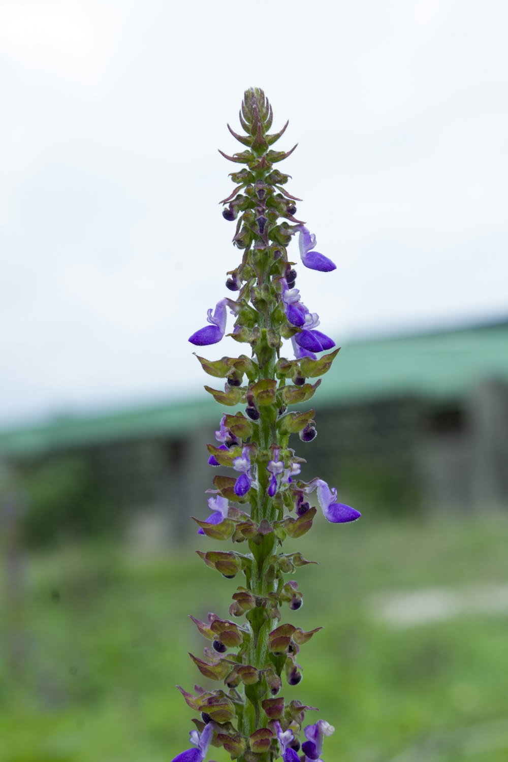 a close-up of a purple flower